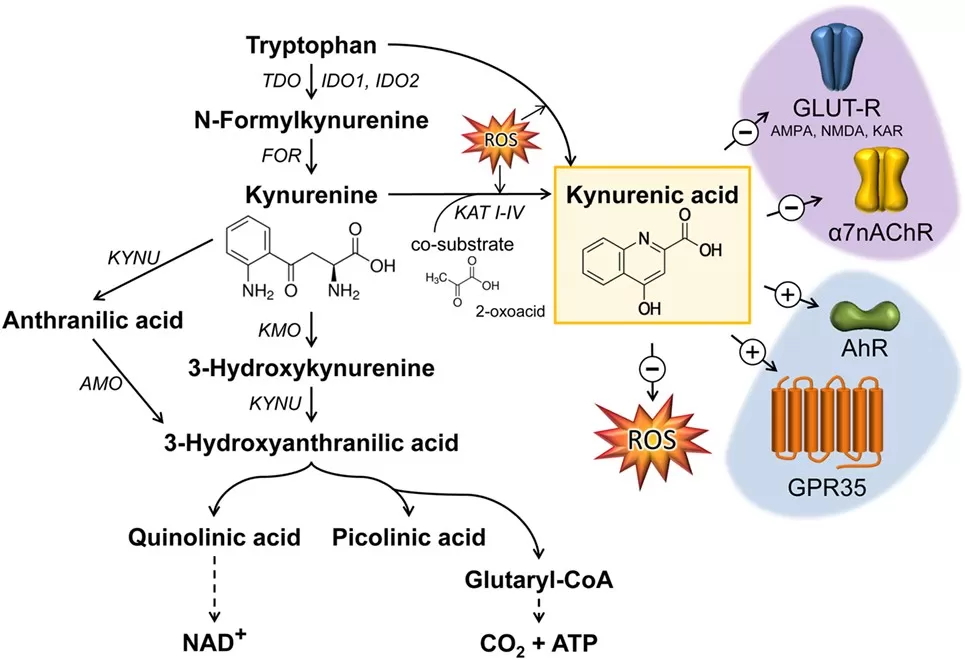 urenic acid (KYNA) synthesis along the kynurenine pathway and its mode of action (Wirthgen et al., 2018)